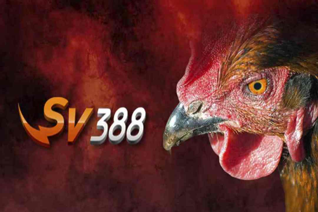 Sv388 đá gà trực tiếp với nhiều trận đấu hấp dẫn