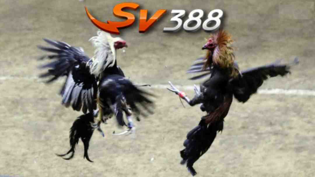 Luật thi đấu đá gà trên Sv388 rõ ràng và minh bạch